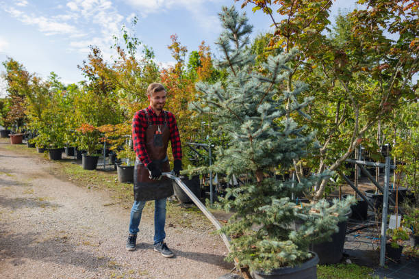 Tree Root Removal in Princeville, IL